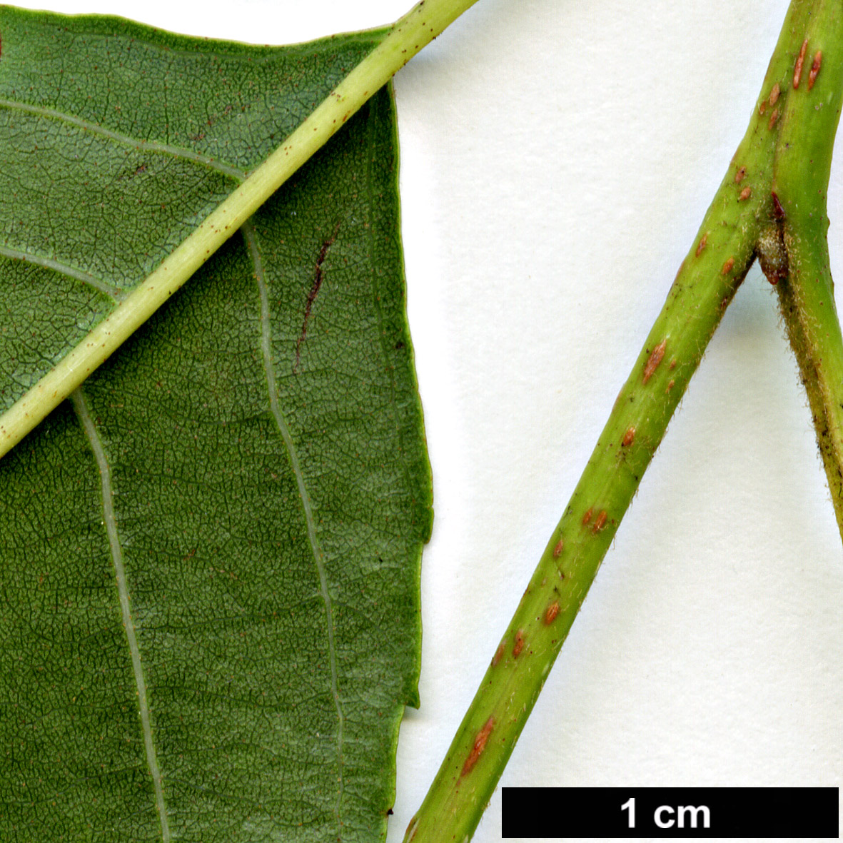 High resolution image: Family: Betulaceae - Genus: Alnus - Taxon: henryi 